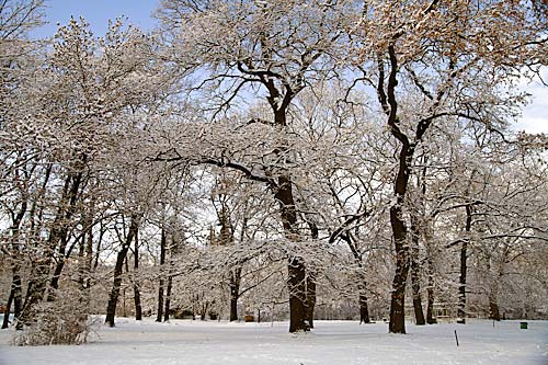 IMG_7180_Winter in the park